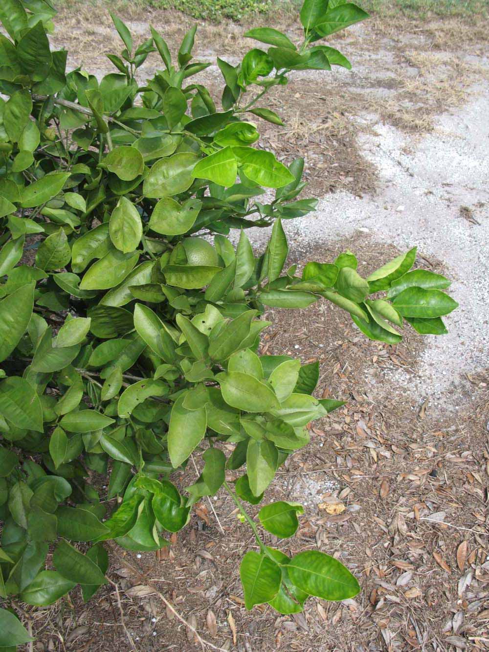              Sun leaves (Winter Haven, FL)       